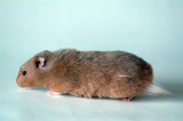 Trained Mice Maybe Deployed at Israel Airports for Sniffing-out Explosives